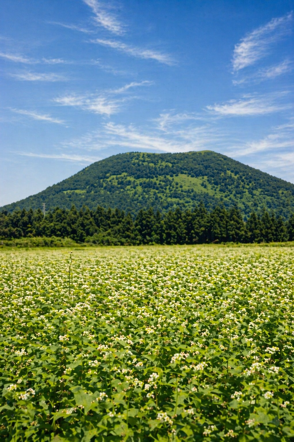 Buckwheat tea (메밀차)