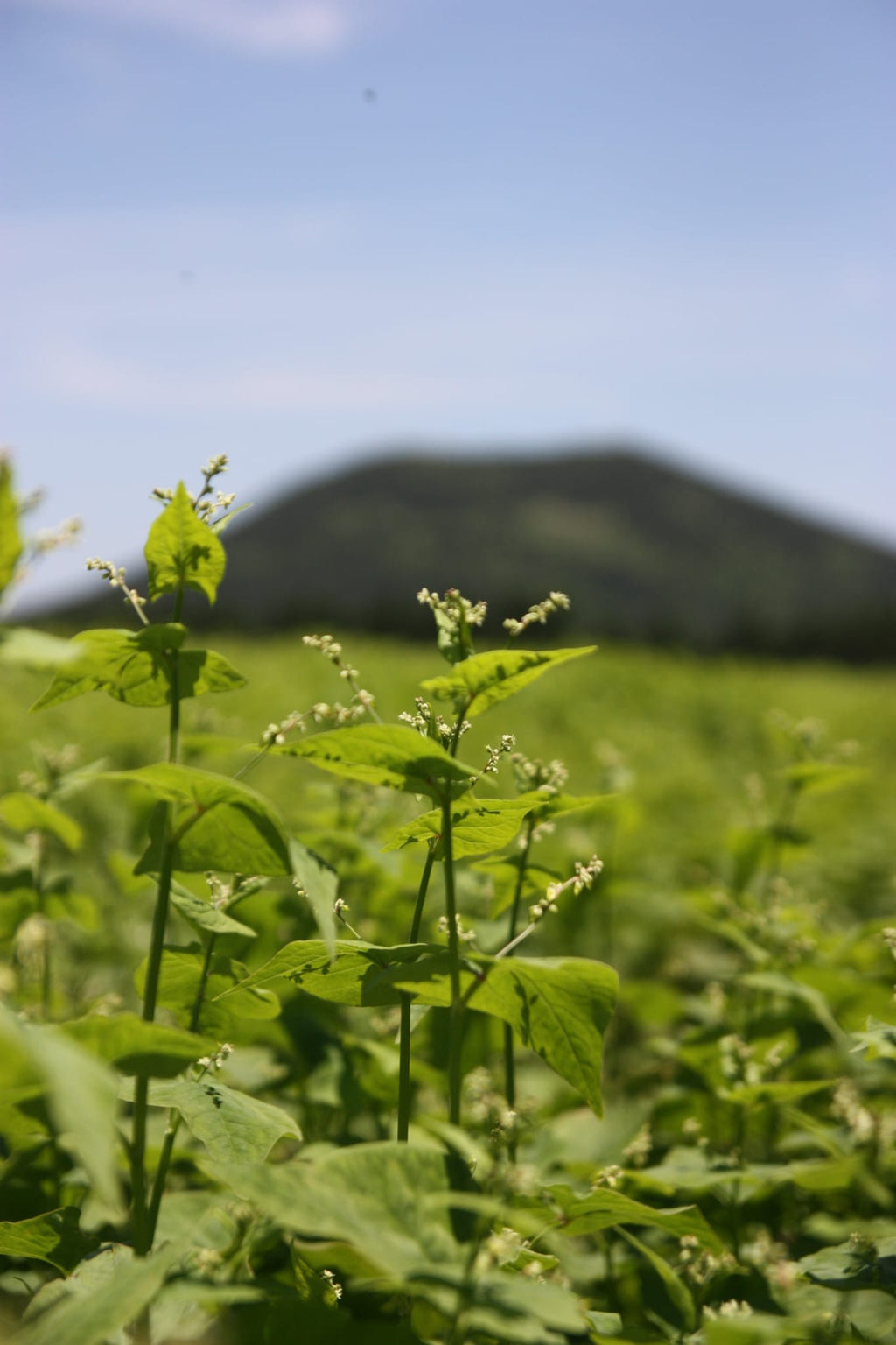 Buckwheat tea (메밀차)